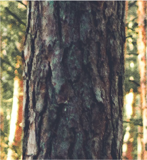 Pine tree-06.png