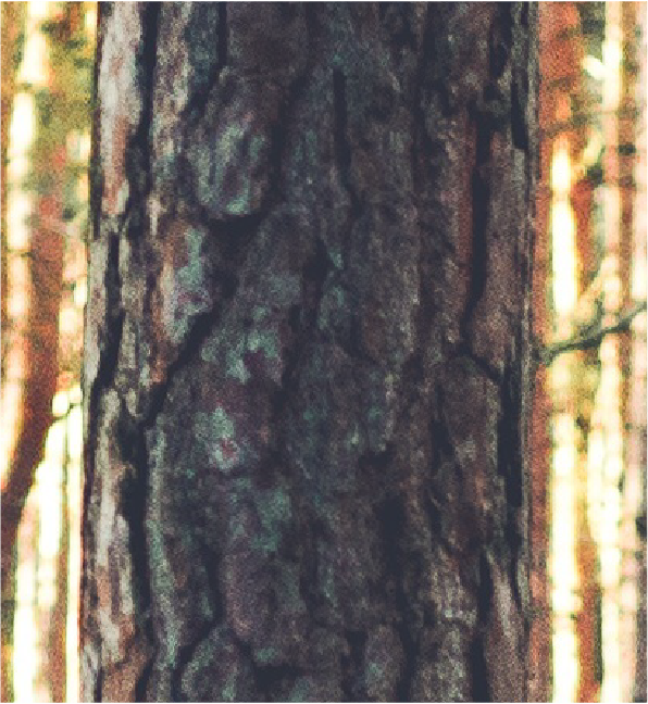 Pine tree-07.png