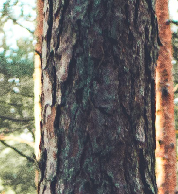 Pine tree-04.png