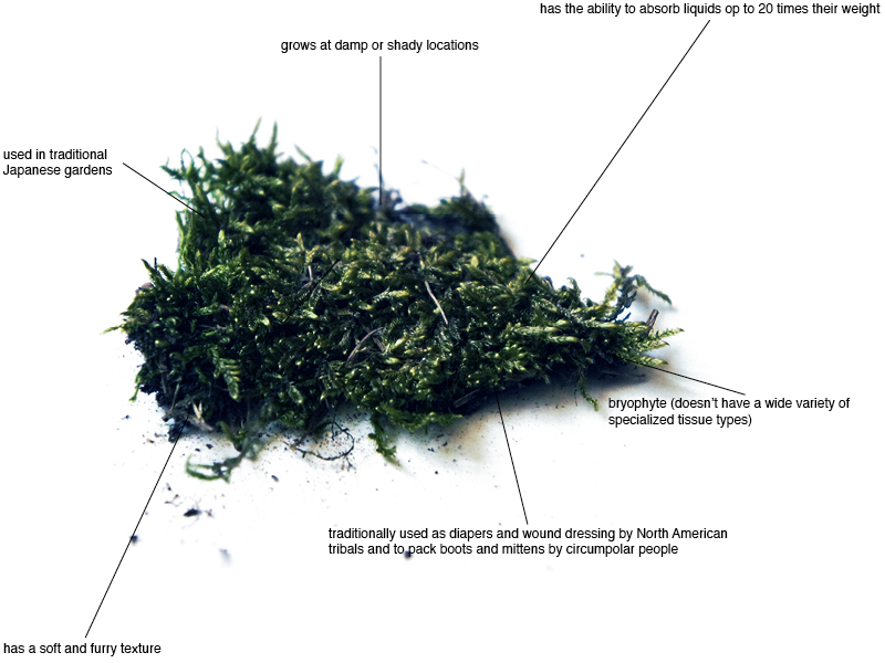 Moss characteristics.jpg