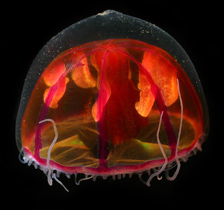 091211-05-red-purple-jellyfish big.jpg