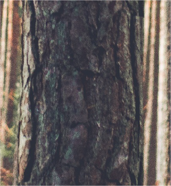 Pine tree-09.png