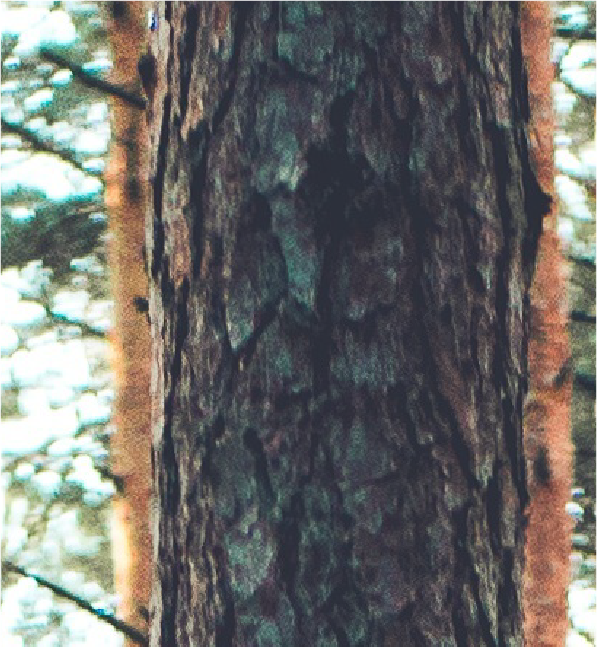 Pine tree-02.png