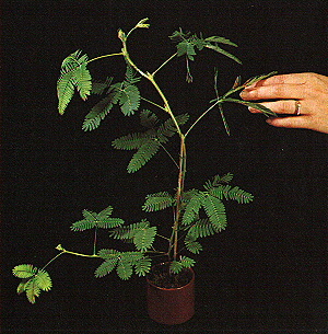 Plant4.jpg