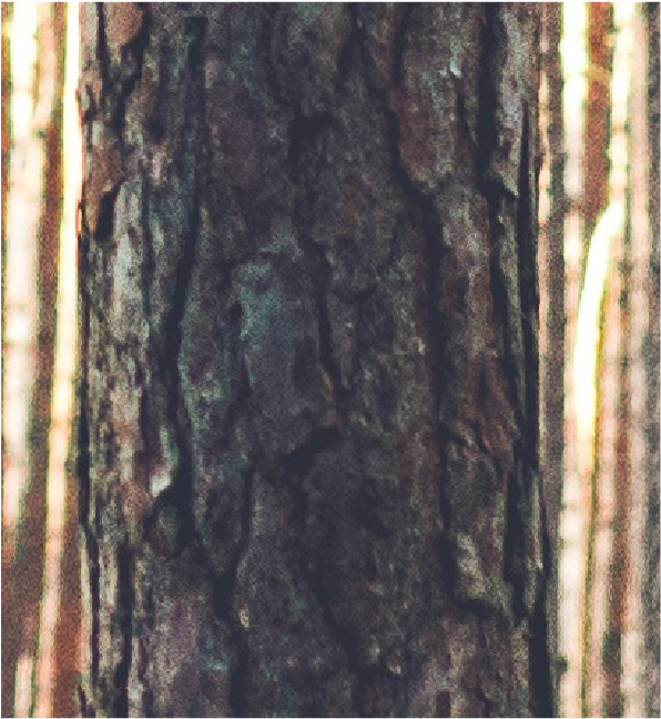 Pine tree-08.png