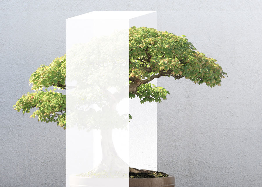 Trident Maple bonsai 52, October 10, 2008 copy.jpg