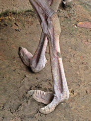 Ostrich-toes.jpg