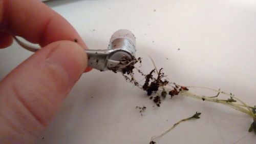 (Compressed) Roots growing around Death Metal earbud.jpg