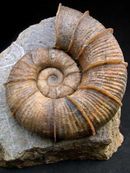 Ammonite fossil1.jpg