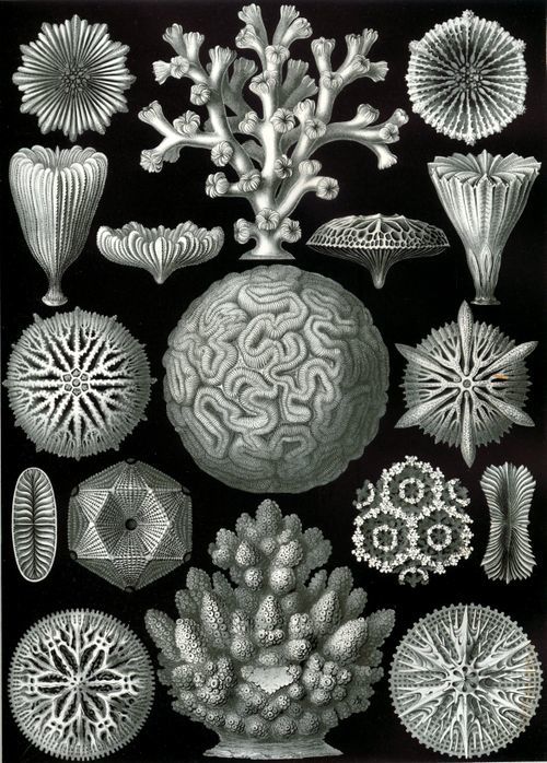 Haeckel Hexacoralla.jpg