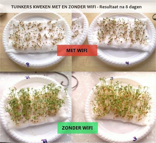 Experiment-tuinkers-kweken-met-en-zonder-wifi-straling.jpg