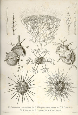 Ernst Haeckel- Die Radiolarien (1862).jpg
