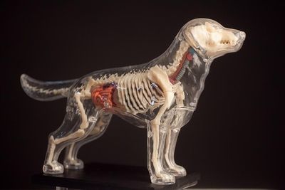 4D Anatomical Model Dog Skeleton 20.sized.jpg