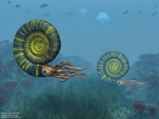 Ammonites middle jurassic 1280.jpg