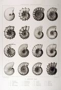 Ammonite-shells-drawing.jpg