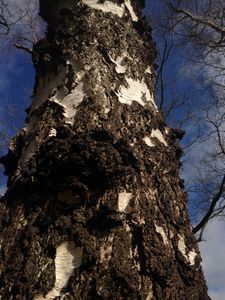 Tree-bark.JPG