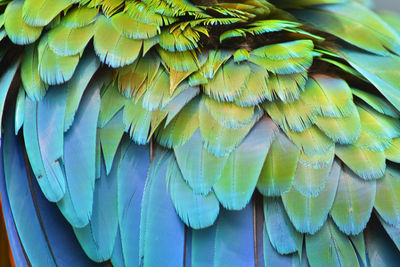 Feathers.jpg