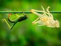 Grasshopper shedding skin.jpg