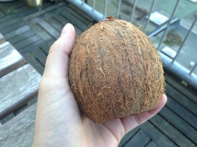 Coconut 01.JPG