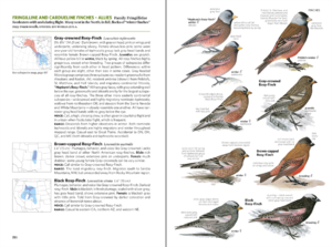 Bird Guide spread p516.png