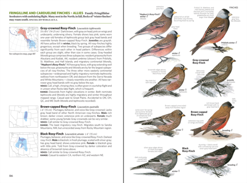 Bird Guide spread p516.png