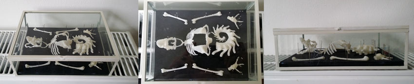 Skeleton-smyth.jpg