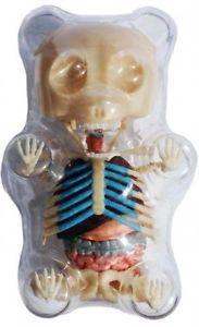 4D-Master-Gummi-Bear-Skeleton-Anatomy-Model-Plastic-Gummy-Bear--p692830.jpg