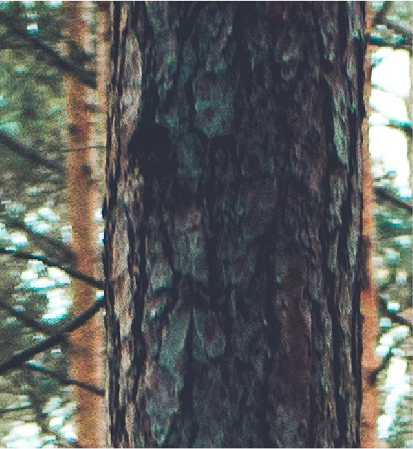 Pine tree-03.png