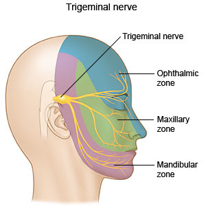 Nerve system of the face