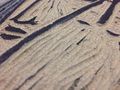 Lino-close-up-fs.JPG