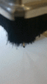 Coca milling.gif